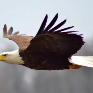 an eagle flying in the sky