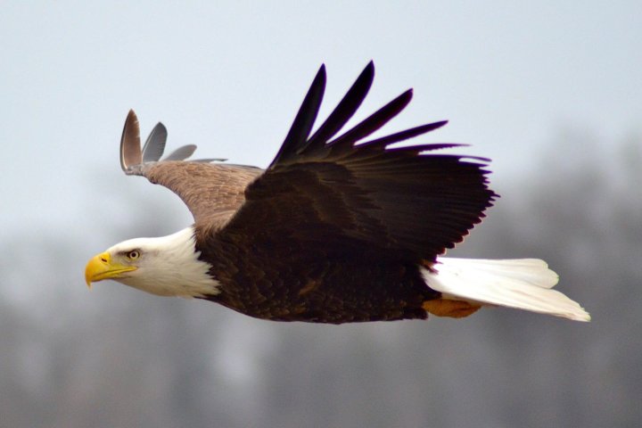 an eagle flying in the sky