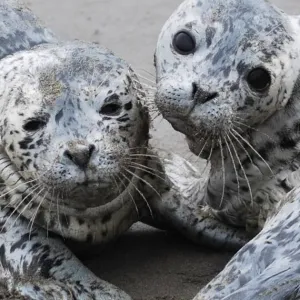 a seal lying on the ground