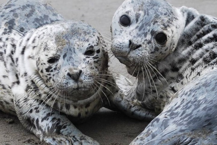 a seal lying on the ground