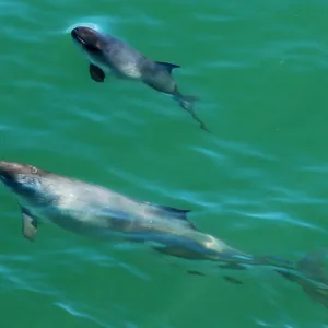 a bird swimming in water