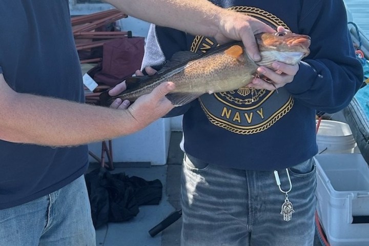 a man holding a fish
